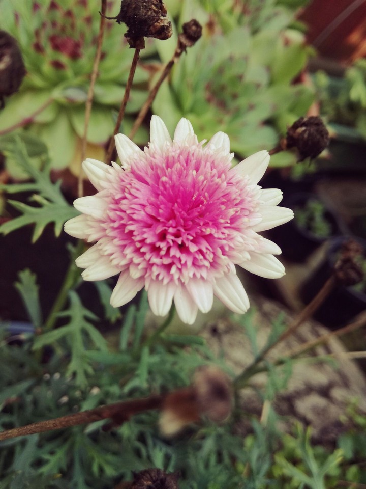 flower