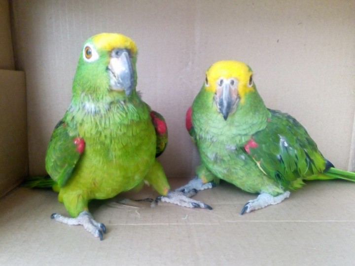 PANCHITO Y LINDA