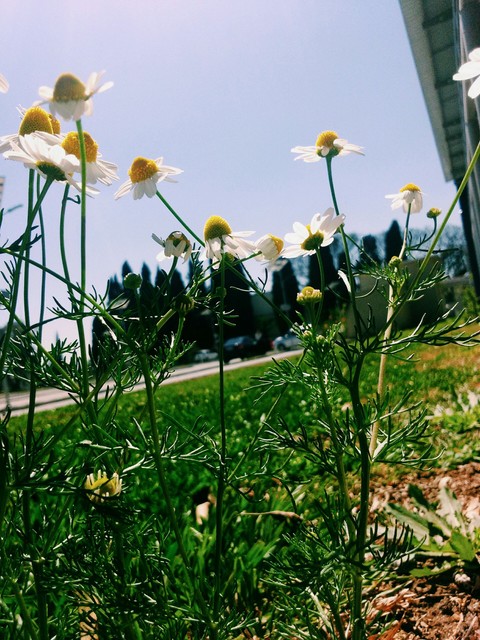 lawn, flower duvar kağıtları