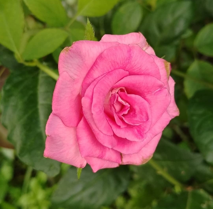 pink rose