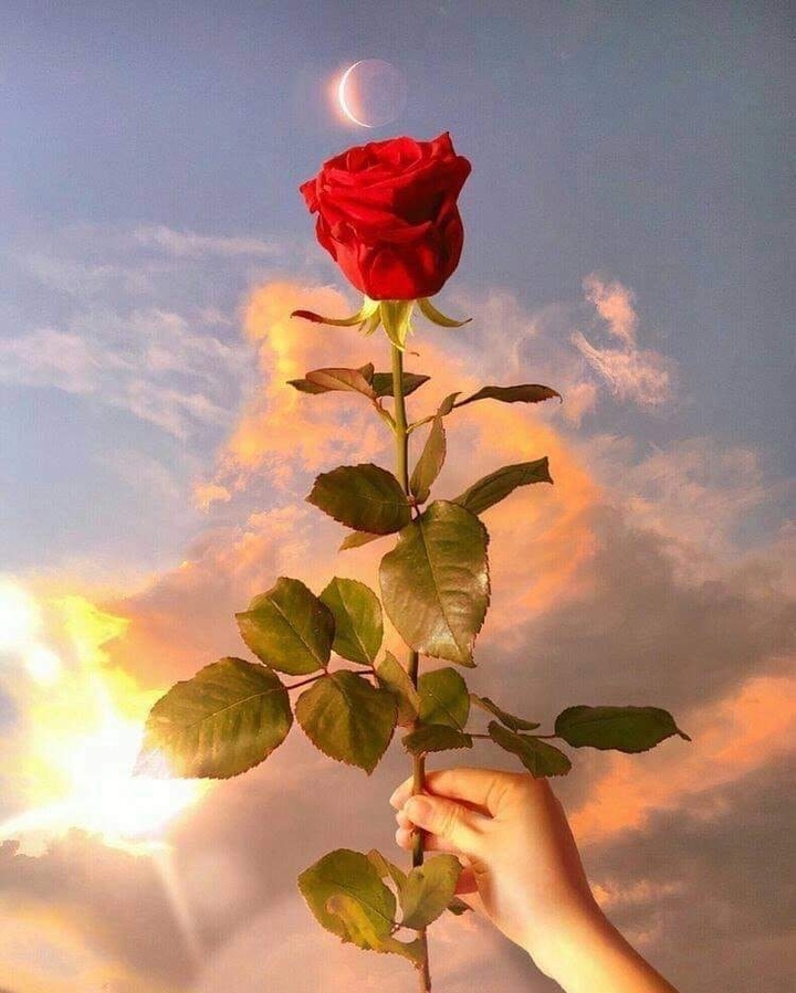 Rosa