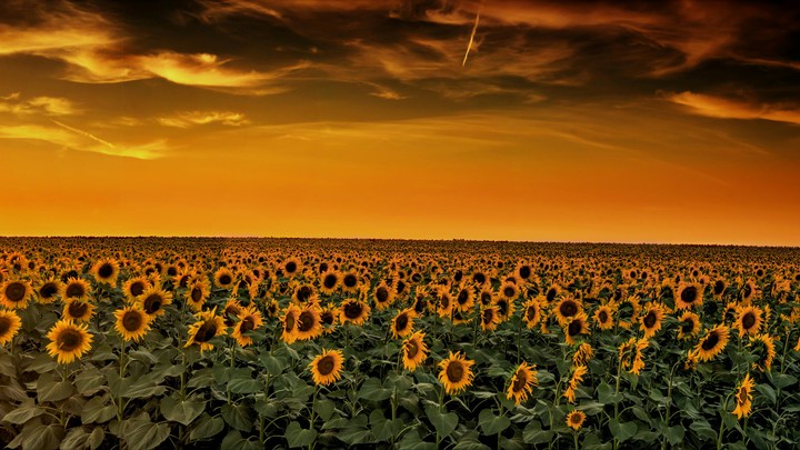 NATURE