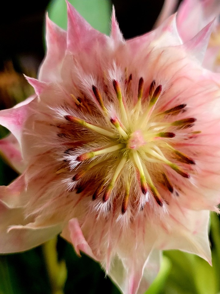 Fleur