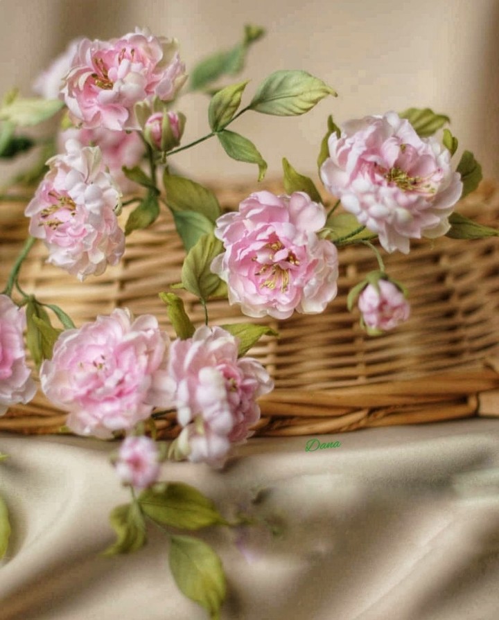 Rosa