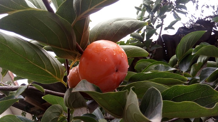 My sweet orange persimmons