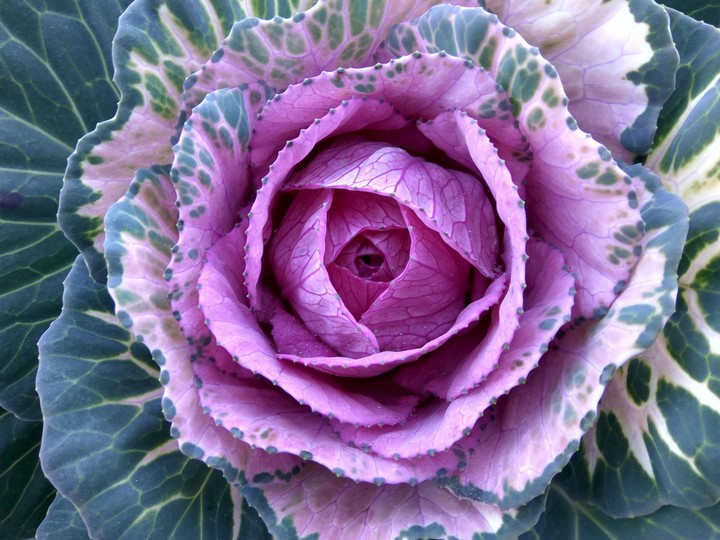 flower