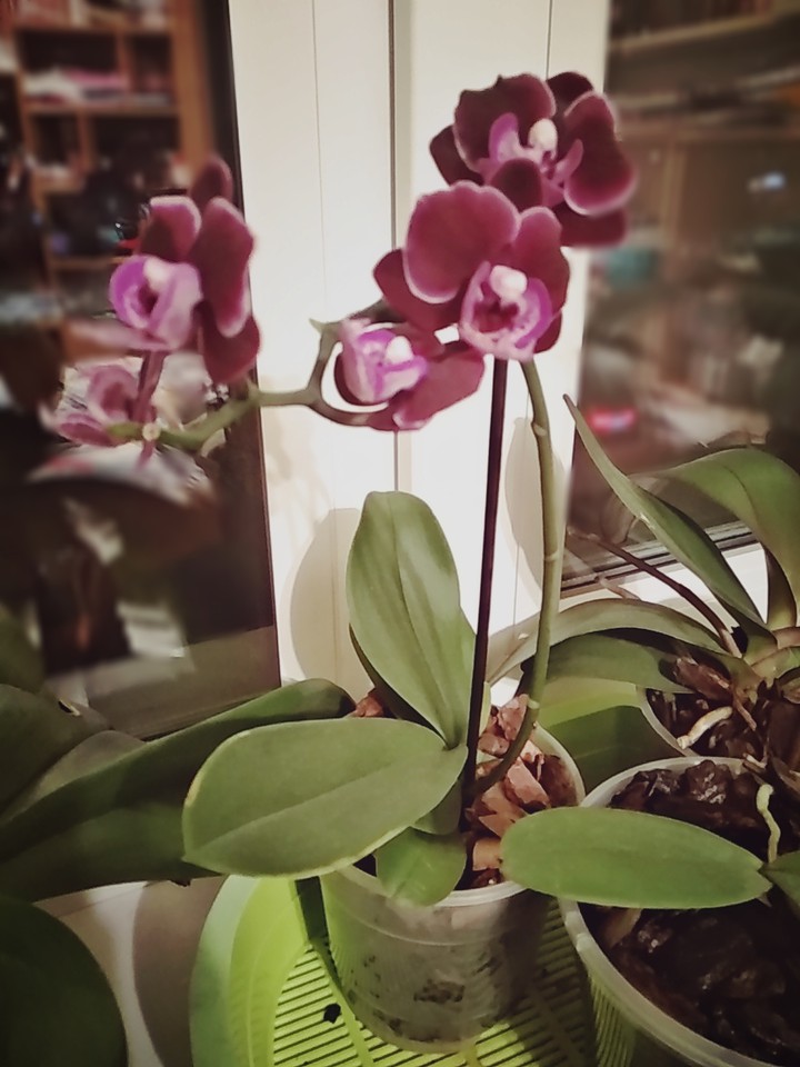 orchids (◕ᴗ◕✿)