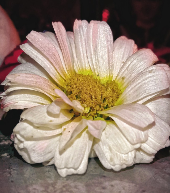 A beautiful flower