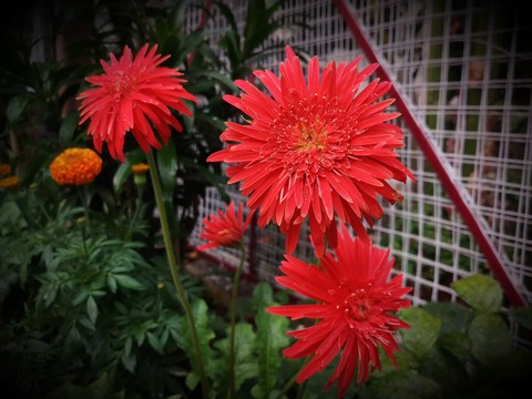 SPRING IS LOVE