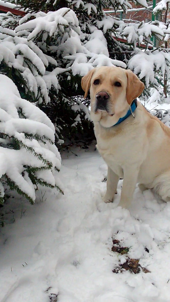 Labrador