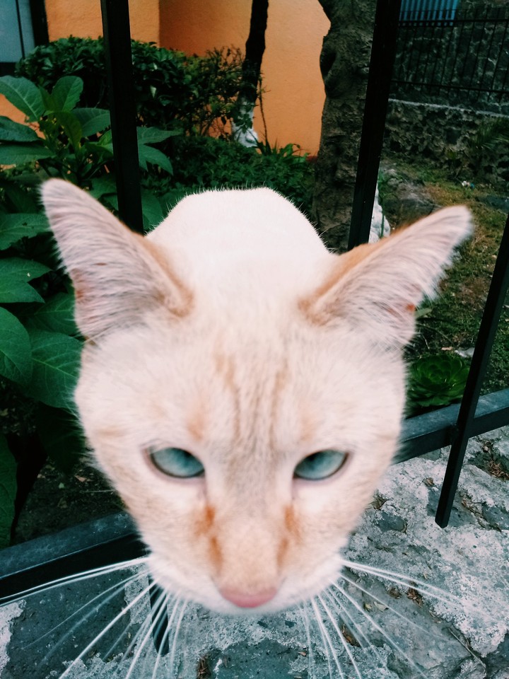 cat