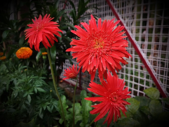 SPRING IS LOVE