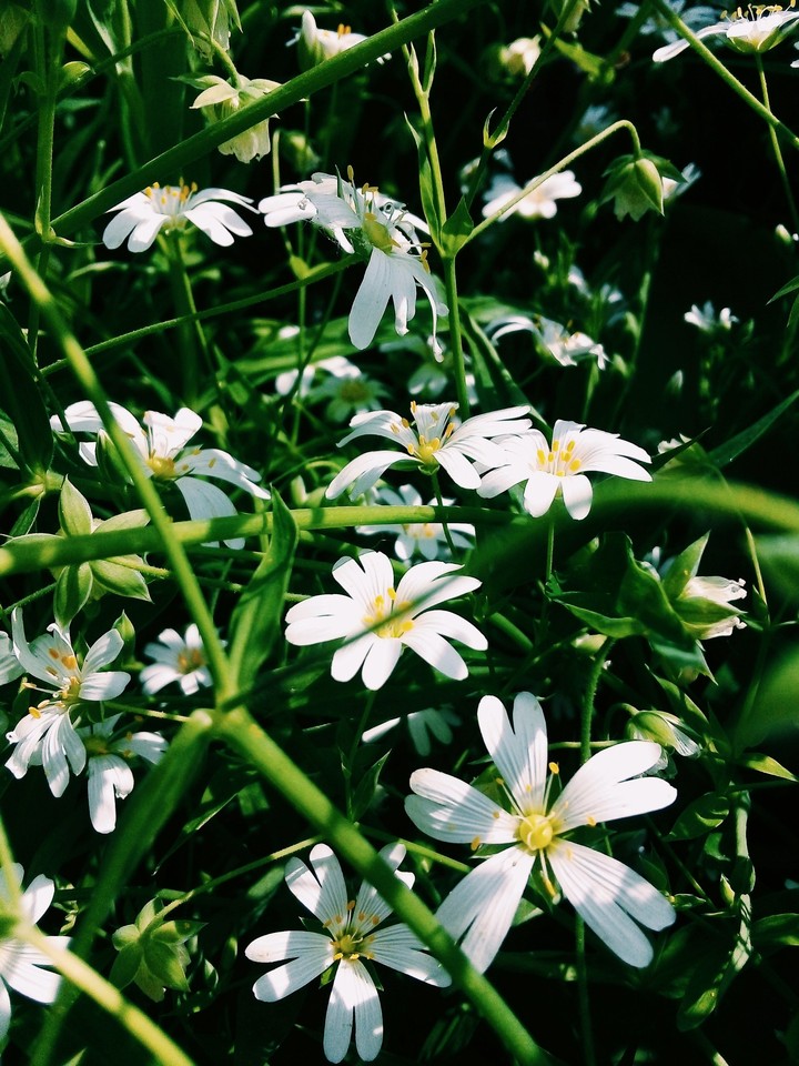 White Flowers