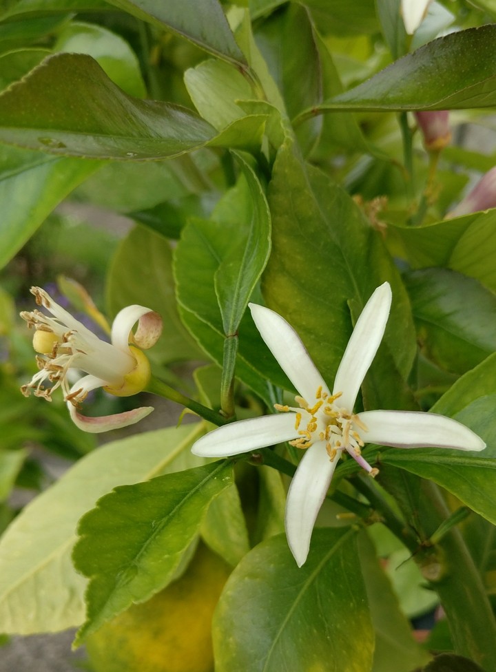 fleurs de citronnier