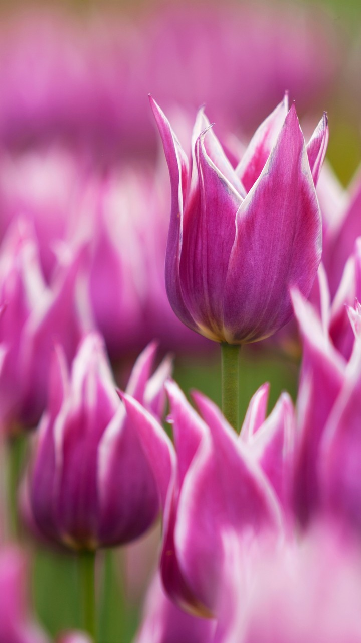 Summer Flowers