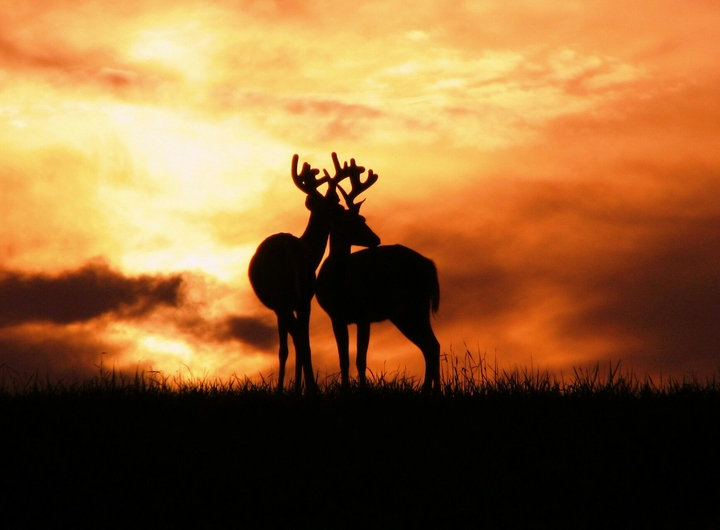 Deer