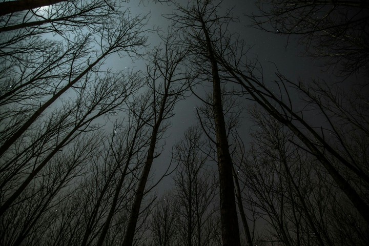 forest