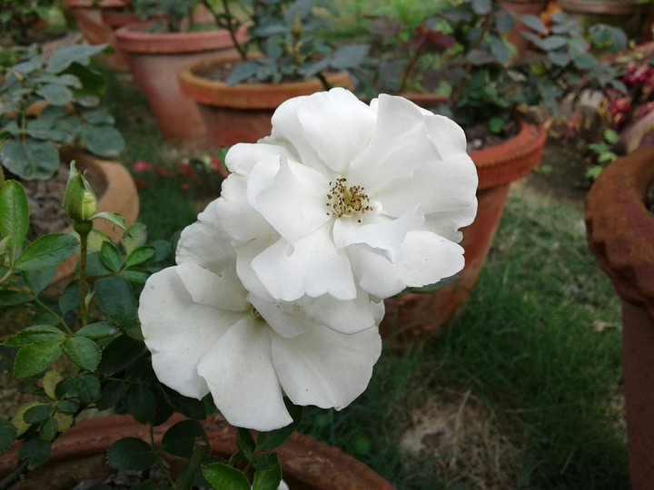 white beauty