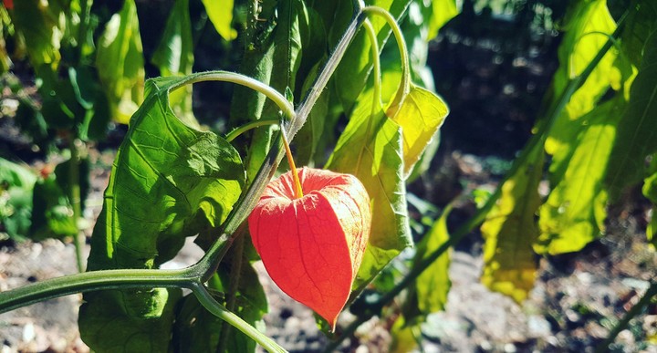 orange