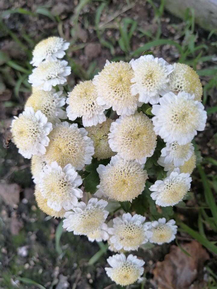 white flowers