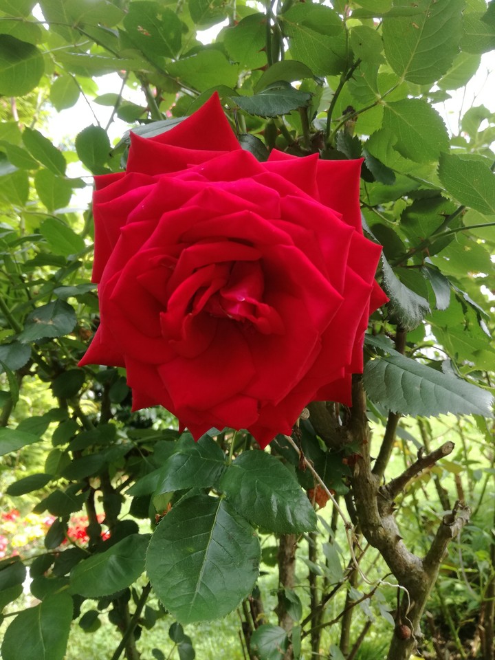 Wunderschöne Rose.