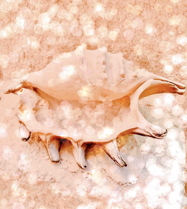 A Dream Shell ✨