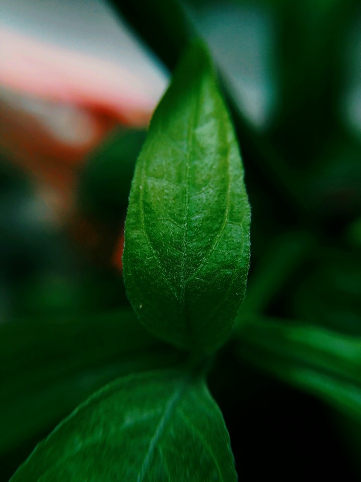 green leavs