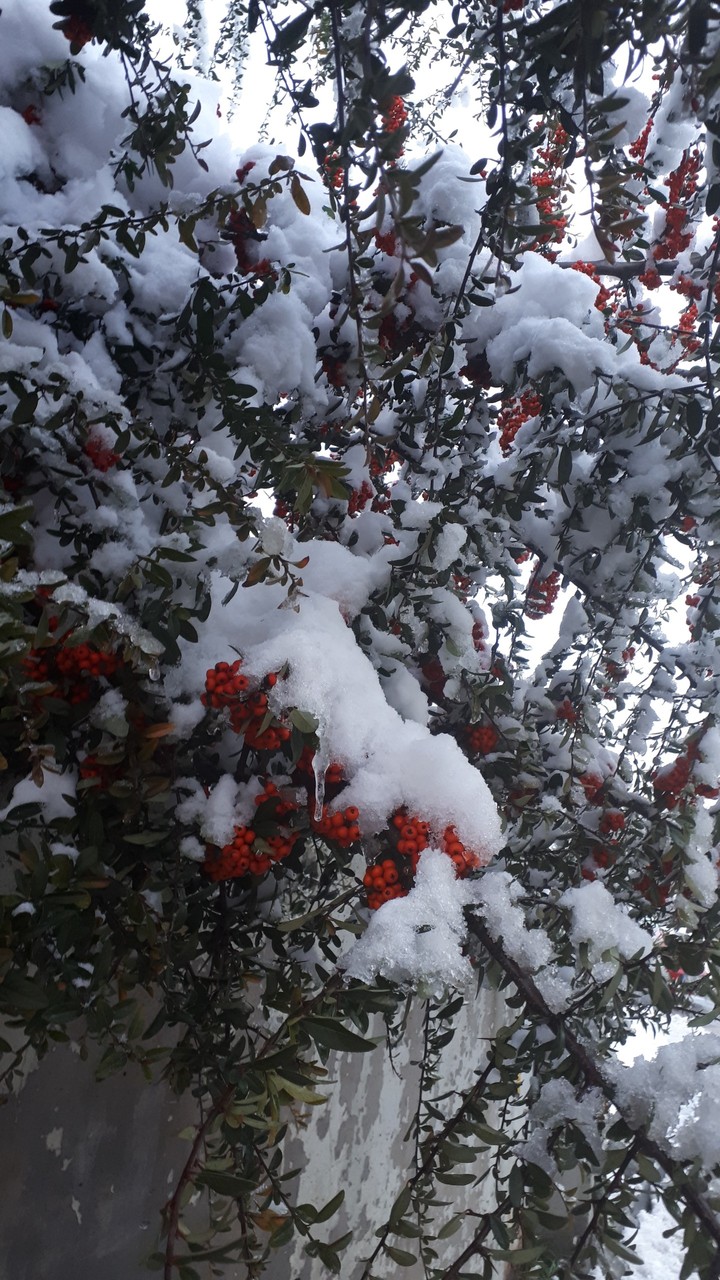 Beauty of Winter