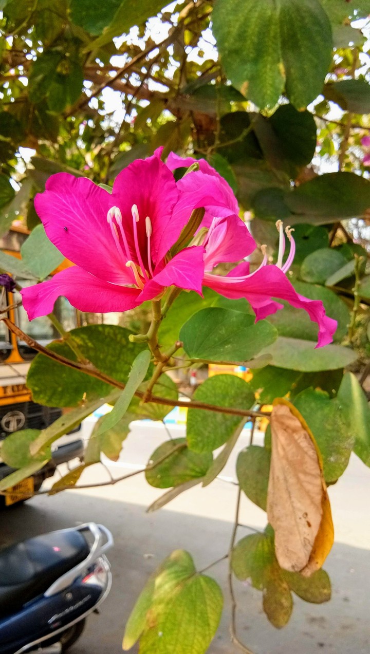 pink flower