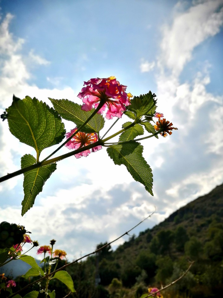 Nature's Beauty