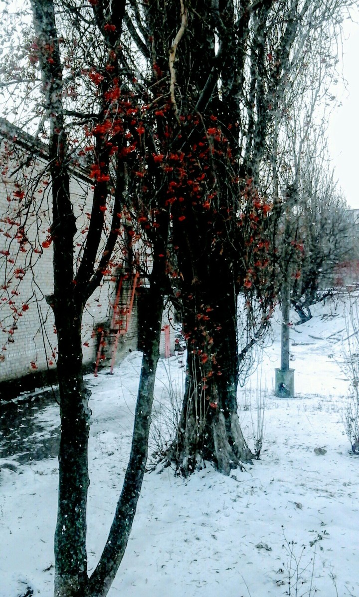 Winter