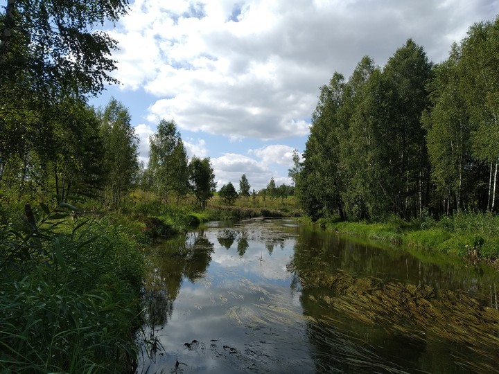 Summer landscape