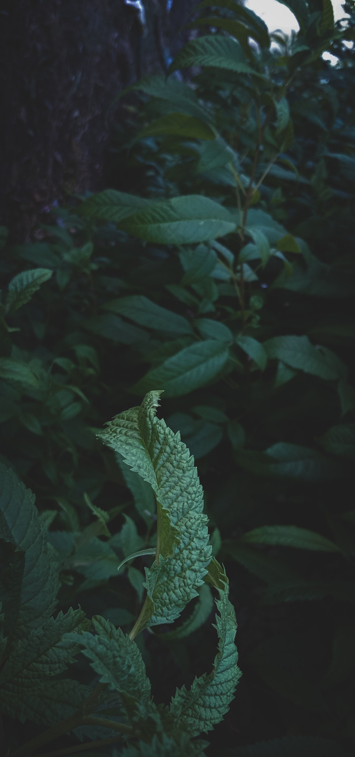 Nature Beuty with matty complination