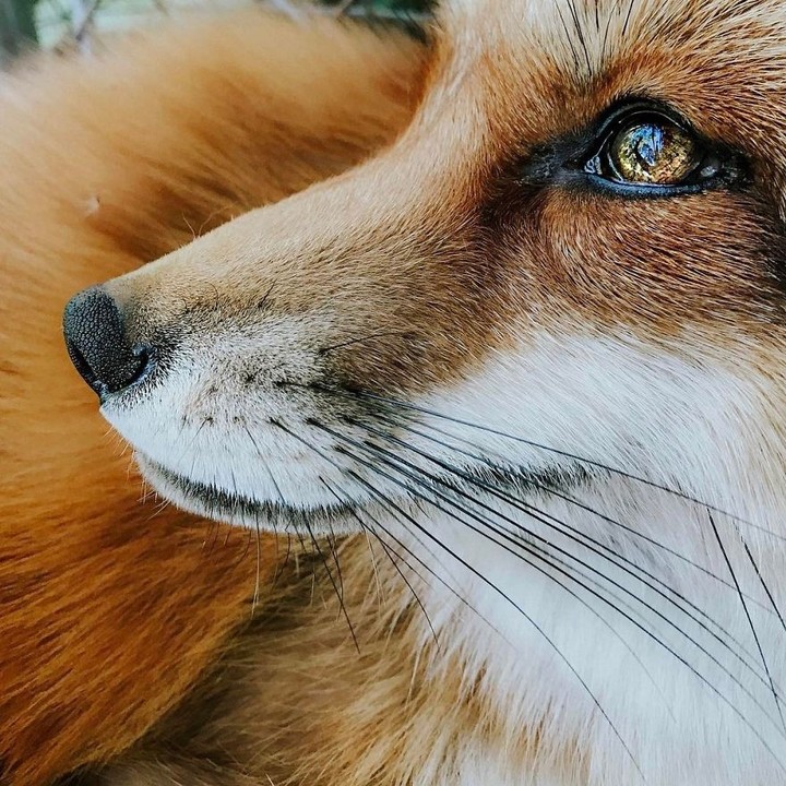 fox