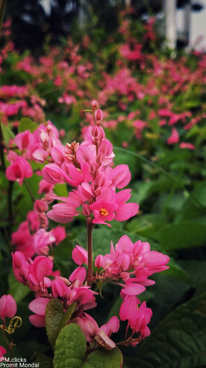 Colourful flowers