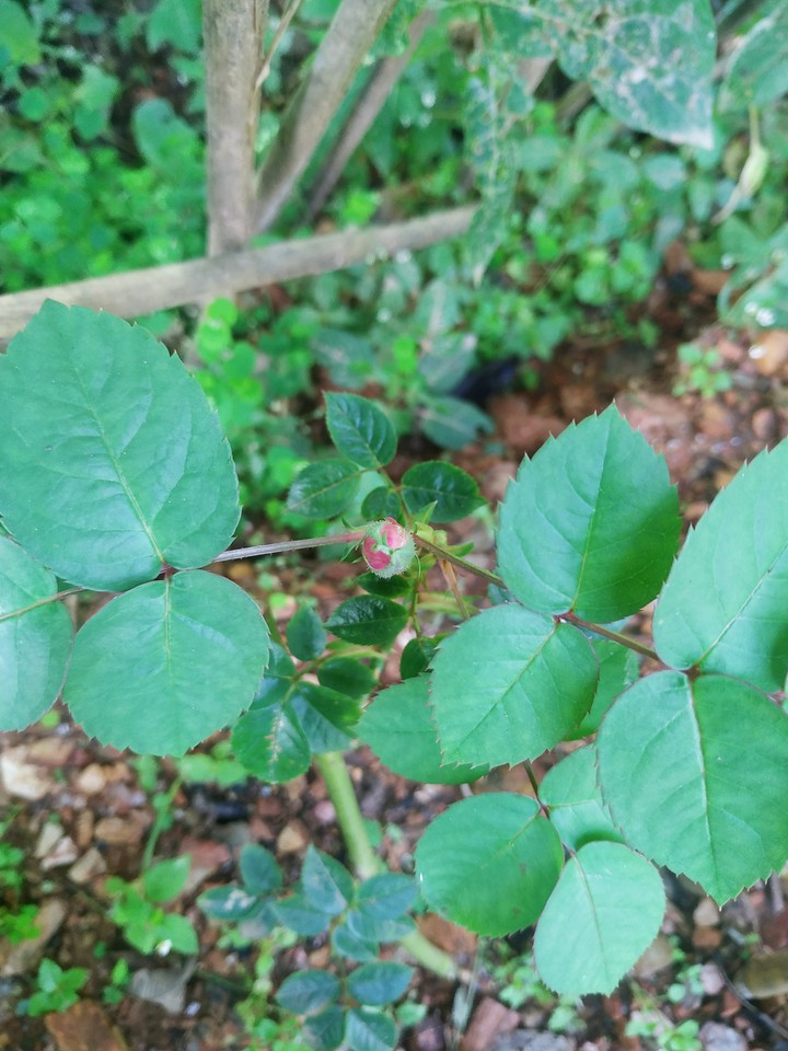 rose