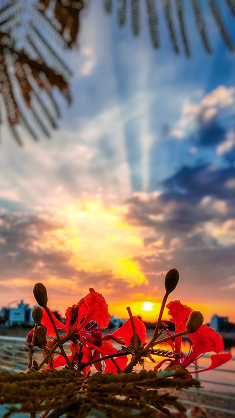FLOWER VIEW