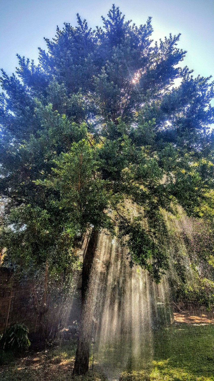 Tree tops