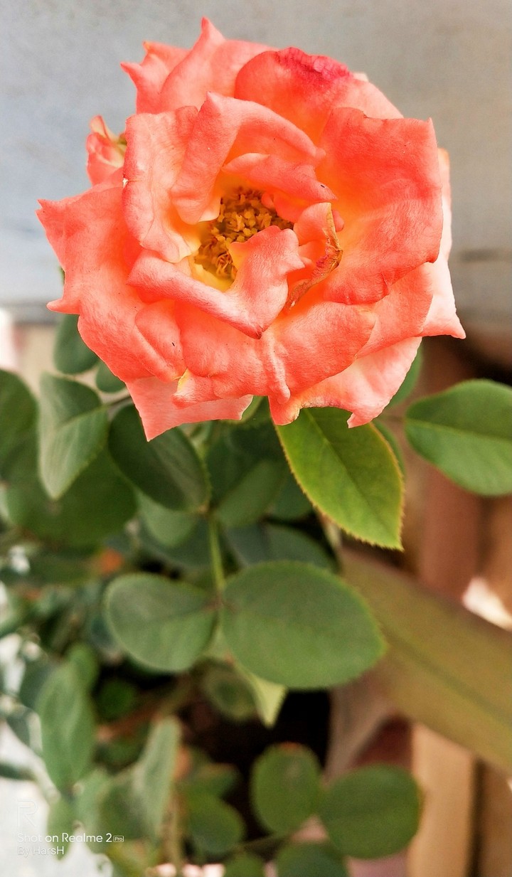rose pink