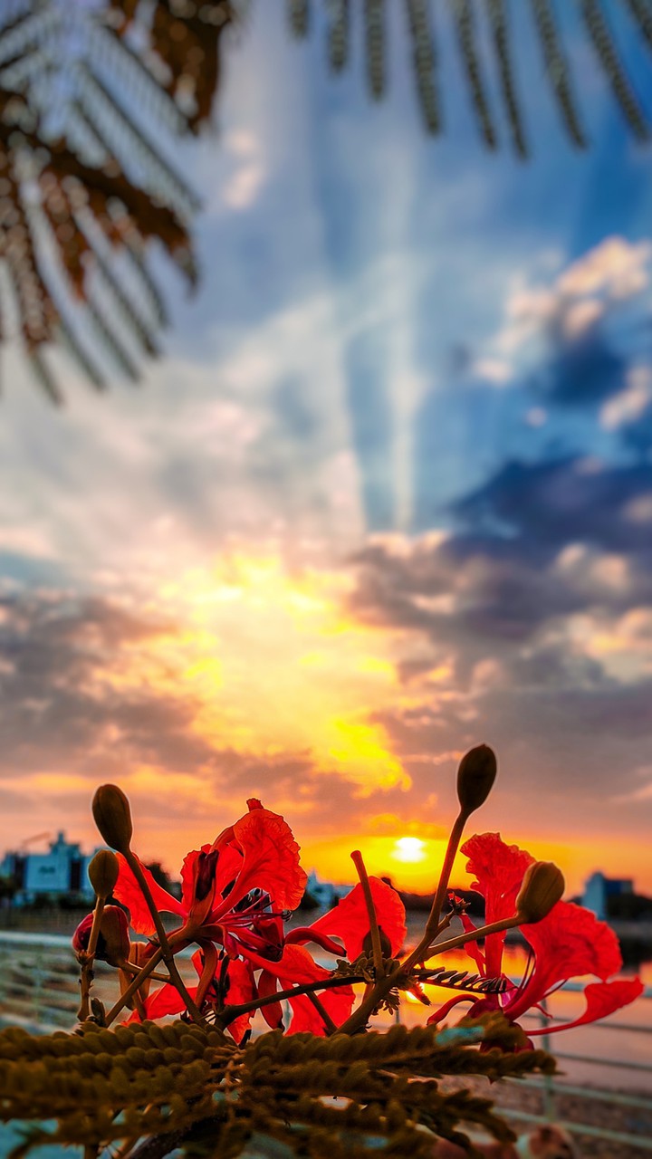 FLOWER VIEW