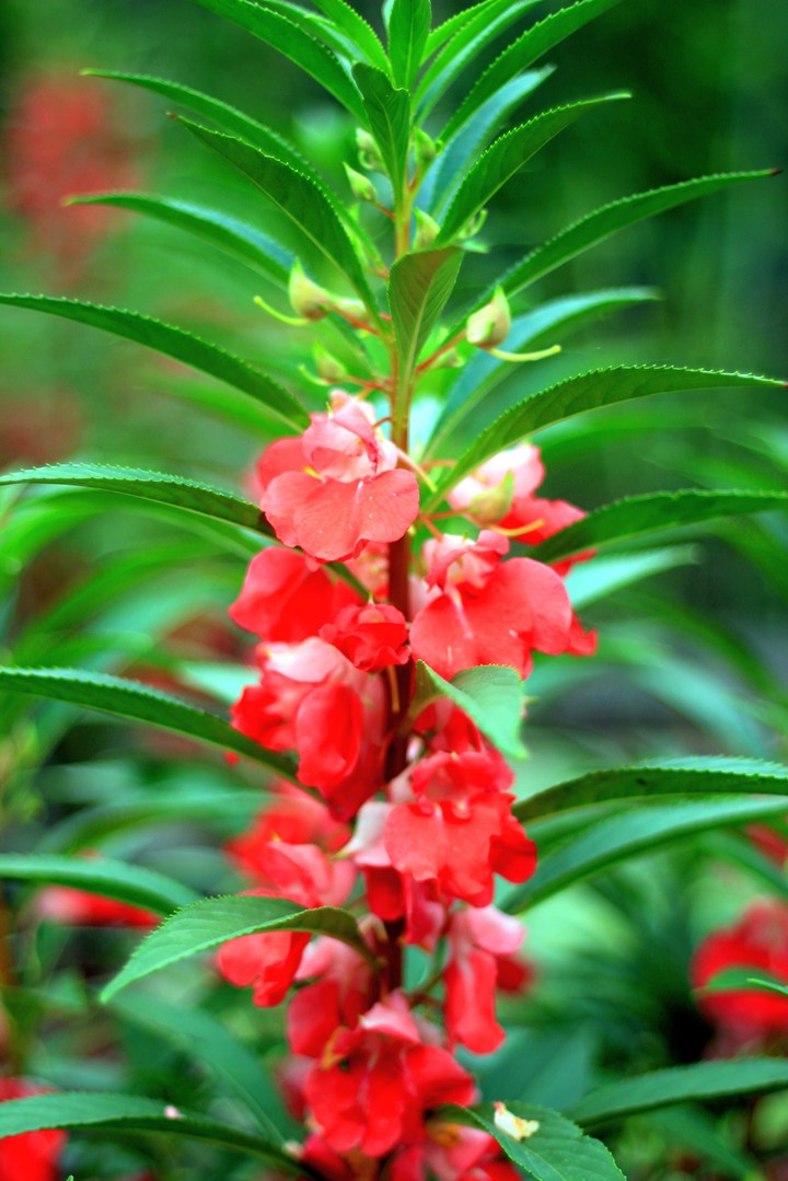 Red flower