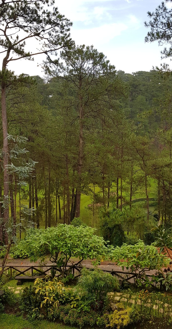 pine tree