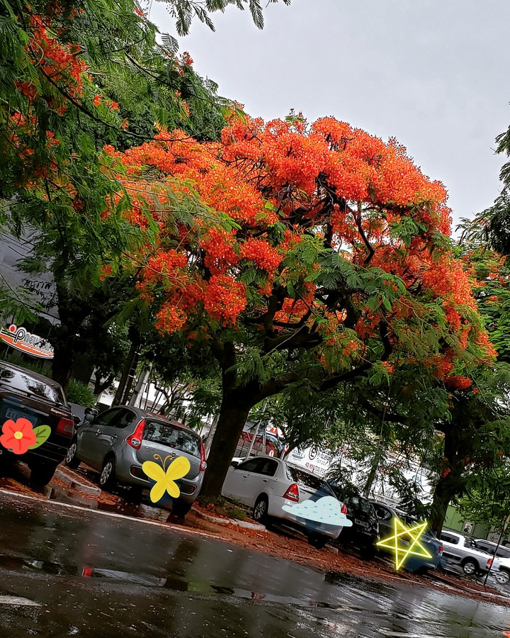 chuva
