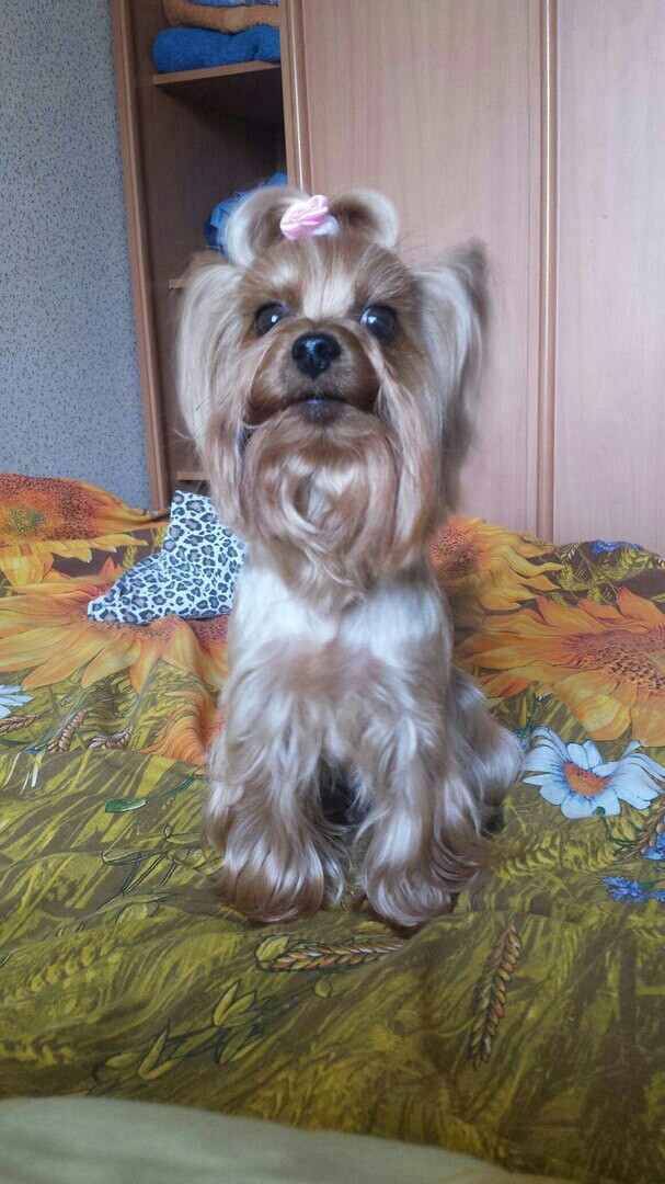dog