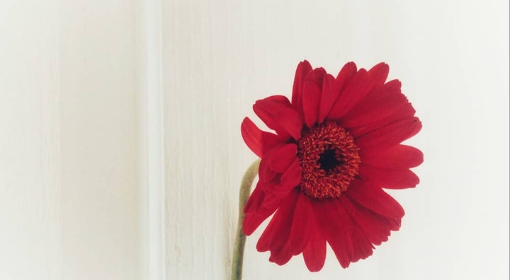 color me red