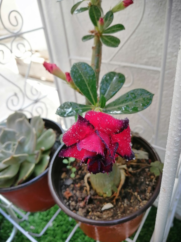 Desert Rose