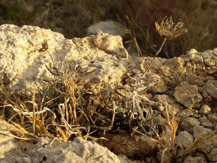 Dried flower