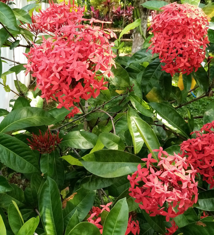 red flowers