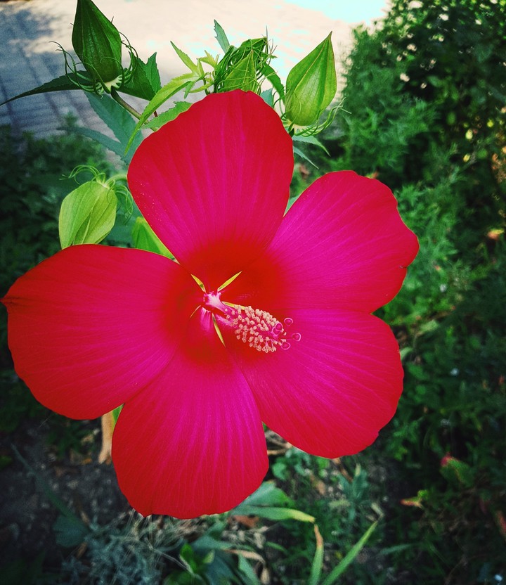 summer flower