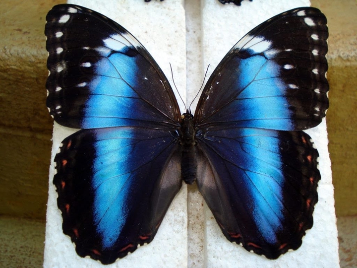 butterfly
